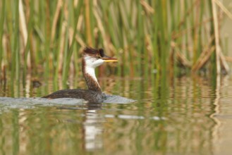 Titicaca Flightless Grebe (Rollandia microptera) in lake Titicaca in Bolivia, South America