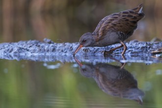 Water Rail (Rallus aquaticus) foraging, Saxony, Germany