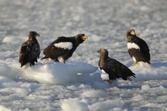 Steller's Sea Eagle (Haliaeetus pelagicus), Hokkaido, Japan