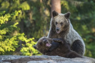 Eurasian Brown Bear (Ursus arctos) two fighting in forest, Finland