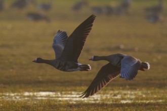 Greater White-fronted Goose (Anser albifrons) flying, North Rhine-Westphalia, Germany