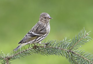 Pine Siskin (Spinus pinus), Saskatchewan, Canada