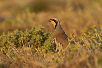 Chukar Partridge (Alectoris chukar), Cyprus