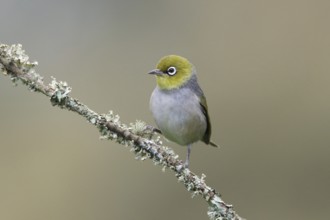Silvereye (Zosterops lateralis) perched on a branch, Victoria, Australia