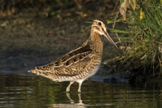 Swinhoe's Snipe (Gallinago megala), Western Australia, Australia
