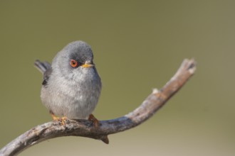Balearic Warbler - Balearengrasmücke - Sylvia balearica, Mallorca, adult male