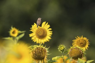Whinchat (Saxicola rubetra) perched on a sunflower, Bavaria, Germany