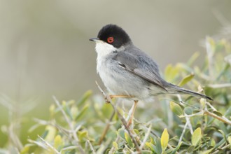 Sardinian Warbler (Sylvia melanocephala) male, Mallorca, Spain