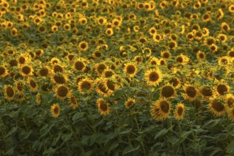Glowing field of sunflowers in the golden evening light