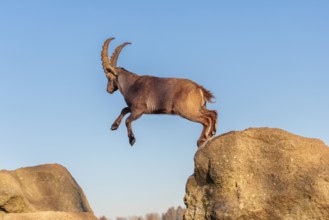 A male ibex (Capra ibex) leaps from rock to rock in the warm evening light. A blue sky can be seen