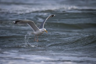 Herring Gull (Larus argentatus) with captured starfish in its beak, Hvide Sande, North Sea, Denmark