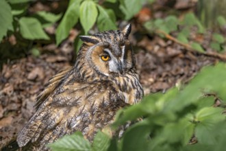 Long-eared owl (Asio otus), sitting in a deciduous tree, captive, Bavaria, Germany