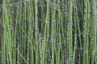 Horsetails (Equisetum), Münsterland, North Rhine-Westphalia, Germany