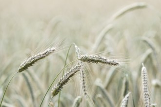 Triticale ears (triticale), Emsland, Lower Saxony, Germany