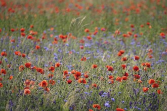 Beautiful picturesque poppy field, June, Germany