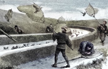 Catching ducks with nets in Japan, illustration, published 1890, reproduction, digitally enhanced,