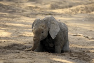 African elephant (Loxodonta africana), young animal, digging, drinking, searching for water, dried