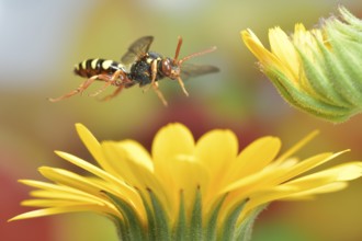 Red-bellied wasp bee (Nomada bifasciata) in flight on the flowers of the marigold (Calendula