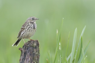 Meadow Pipit - Wiesenpieper - Anthus pratensis ssp. pratensis, Poland