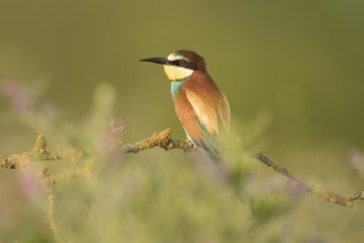 European Bee-eater (Merops apiaster) perched on a lichen branch, Serbia