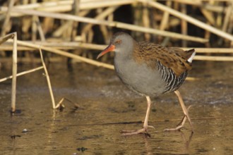 Water Rail (Rallus aquaticus), Utrecht, Netherlands