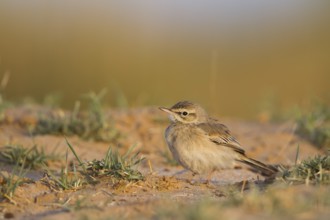 Tawny Pipit - Brachpieper - Anthus campestris, Oman