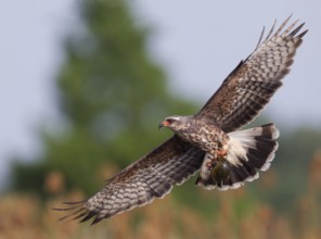 Snail Kite (Rostrhamus sociabilis) female flying, Florida, USA