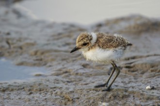 Kentish Plover (Charadrius alexandrinus) chick foraging, Mallorca, Spaiin