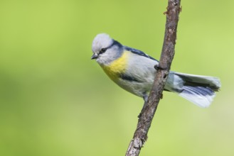 Yellow-breasted Tit - Lasurmeise - Cyanistes cyanus ssp. flavipectus, Kyrgyzstan, adult