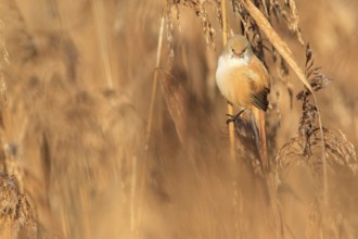 Bearded Reedling (Panurus biarmicus) female, Baden-Wuerttemberg, Germany