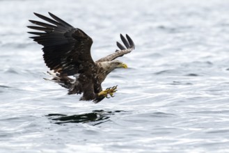 White-Tailed Eagle (Haliaeetus albicilla), fishing, Isle of Mull, Scotland, United Kingdom