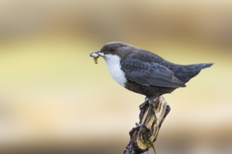Dipper - Wasseramsel - Cinclus cinclus ssp. cinclus, Russia (Ural), adult