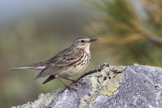 Meadow Pipit - Wiesenpieper - Anthus pratensis ssp. pratensis, Russia