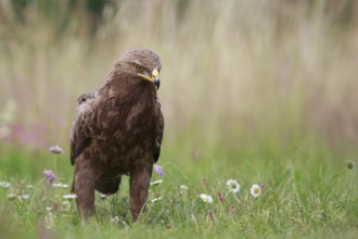 Lesser Spotted Eagle (Clanga pomarina) on grassland, Poland