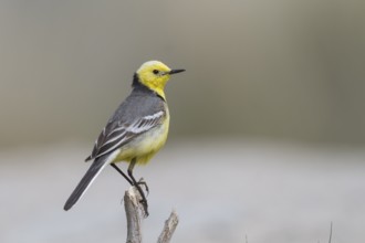 Citrine Wagtail - Zitronenstelze - Motacilla citreola ssp. citreola, Kazakhstan