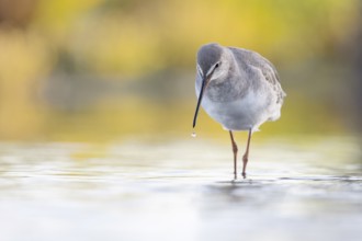 Spotted Redshank (Tringa erythropus) foraging, Groningen, Netherlands