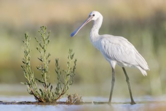 Eurasian Spoonbill (Platalea leucorodia) juvenile foraging, Groningen, Netherlands