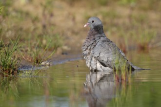 Stock Dove (Columba oenas) bathing, Brandenburg, Germany