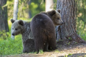 Eurasian Brown Bear (Ursus arctos) two cubs in forest, Finland