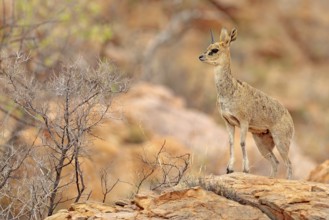 Rock antelpe in the habitat. Klipspringer antelope, in the rock habitat. Animal sitting on the