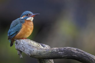 Common Kingfisher (Alcedo atthis) female perched on a branch, Saxony-Anhalt, Germany