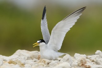 Least Tern (Sternula antillarum), Texas, USA