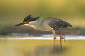 Striated Heron (Butorides striata) hunting, South Africa