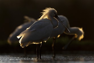 Eurasian Spoonbill (Platalea leucorodia) group, Kiskunsag National Park, Hungary