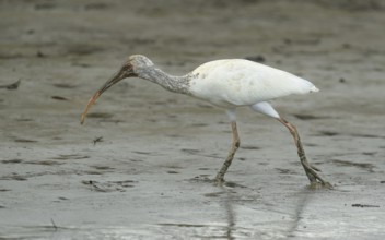 Juveniler Schneesichler (Eudocimus albus) bei der Nahrungssuche am Sierpe River