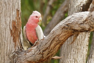Galah (Eolophus roseicapilla kuhli), Queensland, Australia