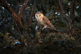 Owl from Costa Rica. Magic bird barn owl, Tito alba, sitting on tree branch in evening light forest
