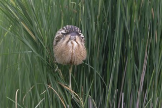 Eurasian Bittern (Botaurus stellaris), Saxony, Germany