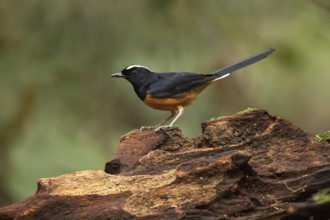 White-crowned Shama (Copsychus stricklandii) male perched on a log, Sabah, Malaysia