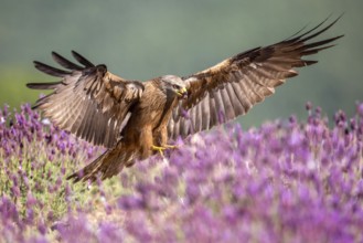 Black Kite (Milvus migrans) amongst flowers, Madrid, Spain